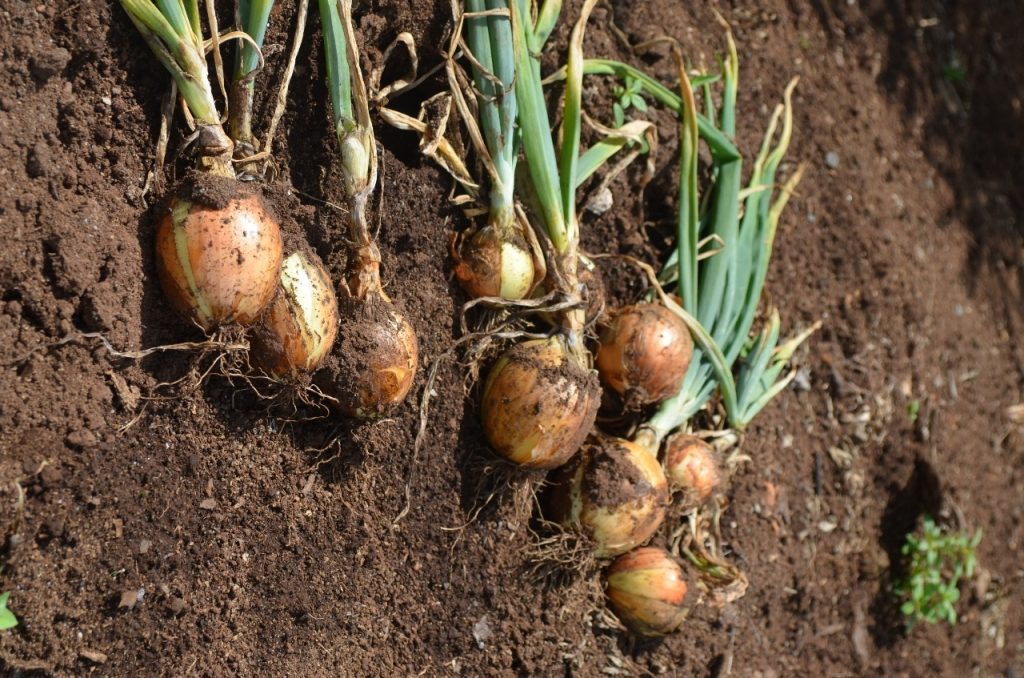 Cebolas produzidas utilizando técnica da rochagem