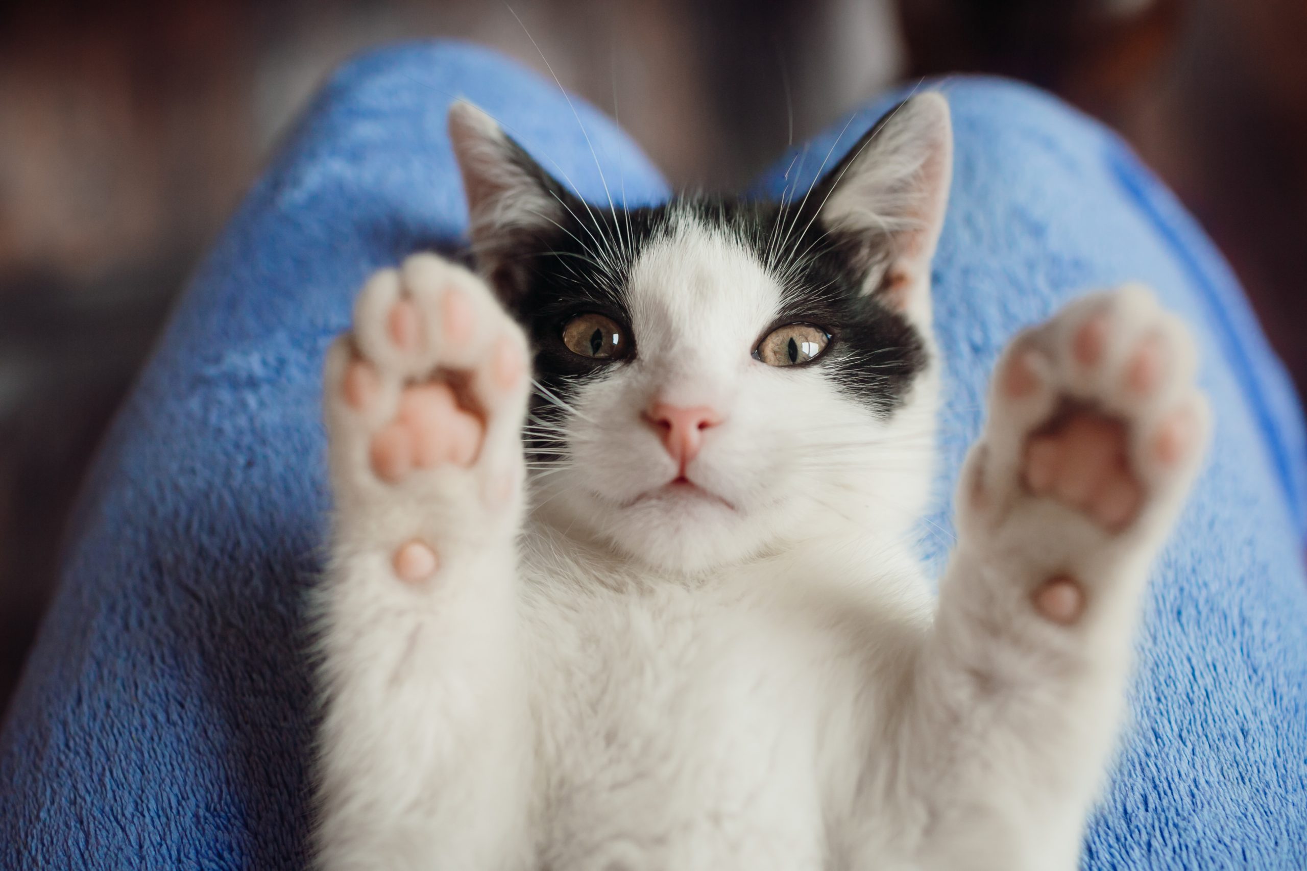 dia mundial do gato