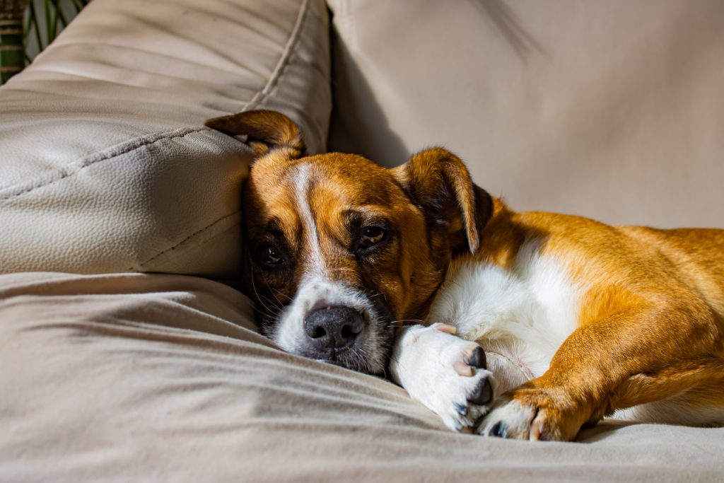 Seu cachorro está tossindo Preste atenção!