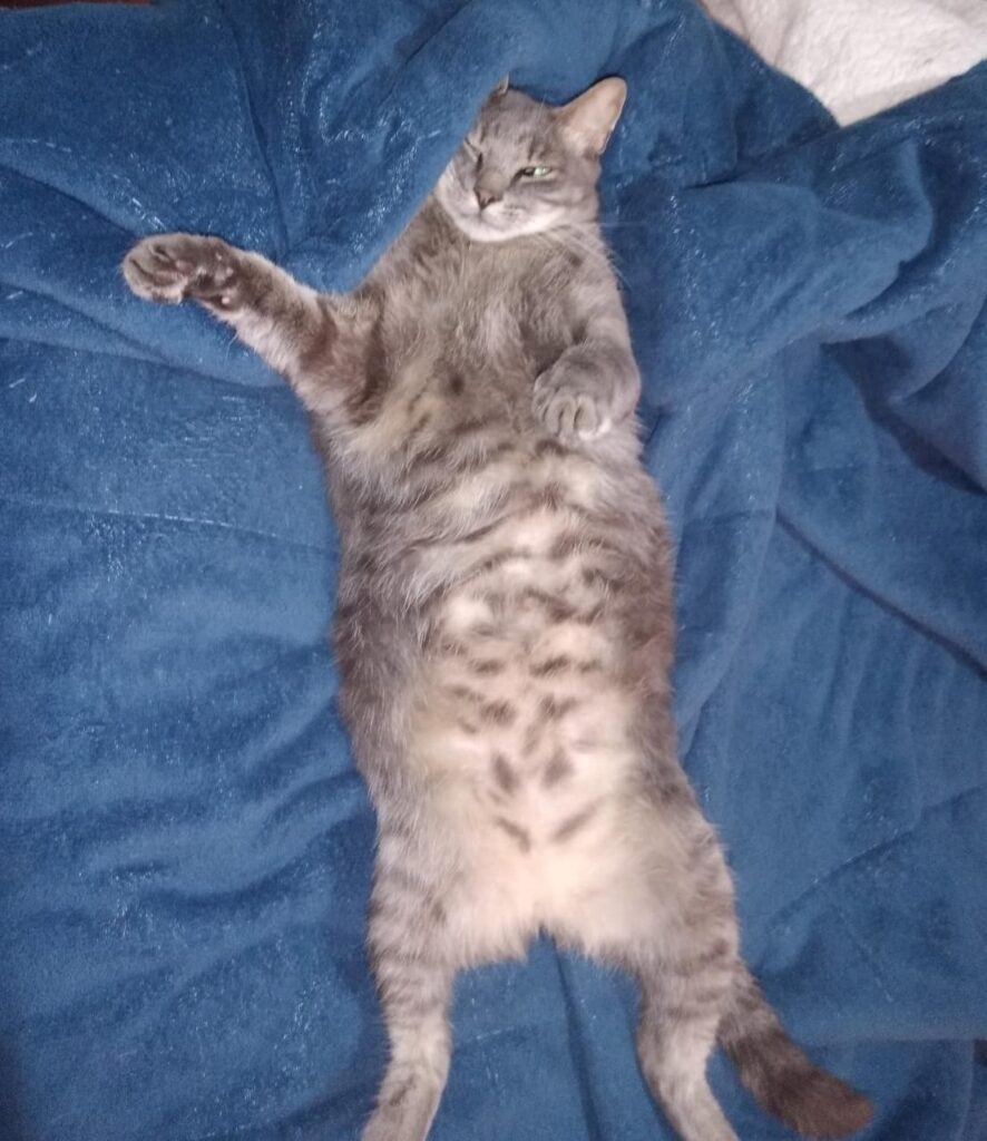 A exemplo dos humanos, cães e gatos também podem doar sangue