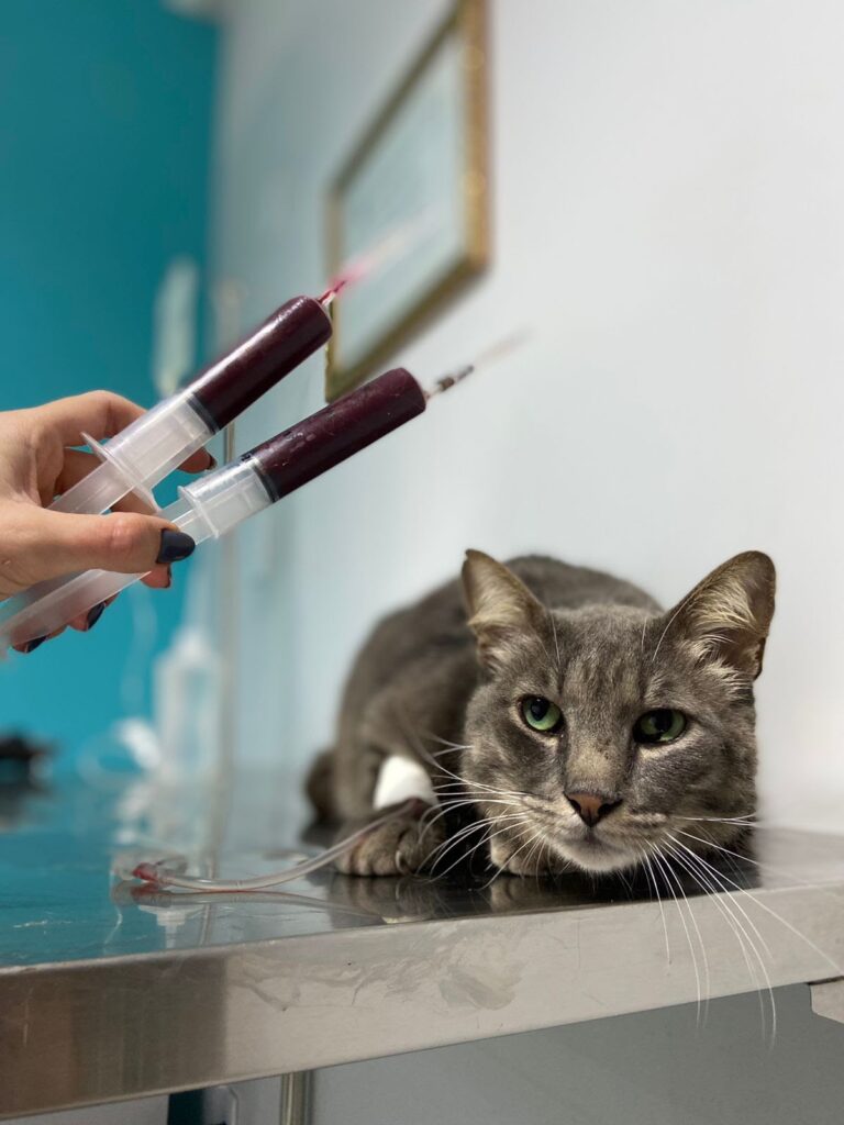 A exemplo dos humanos, cães e gatos também podem doas sangue