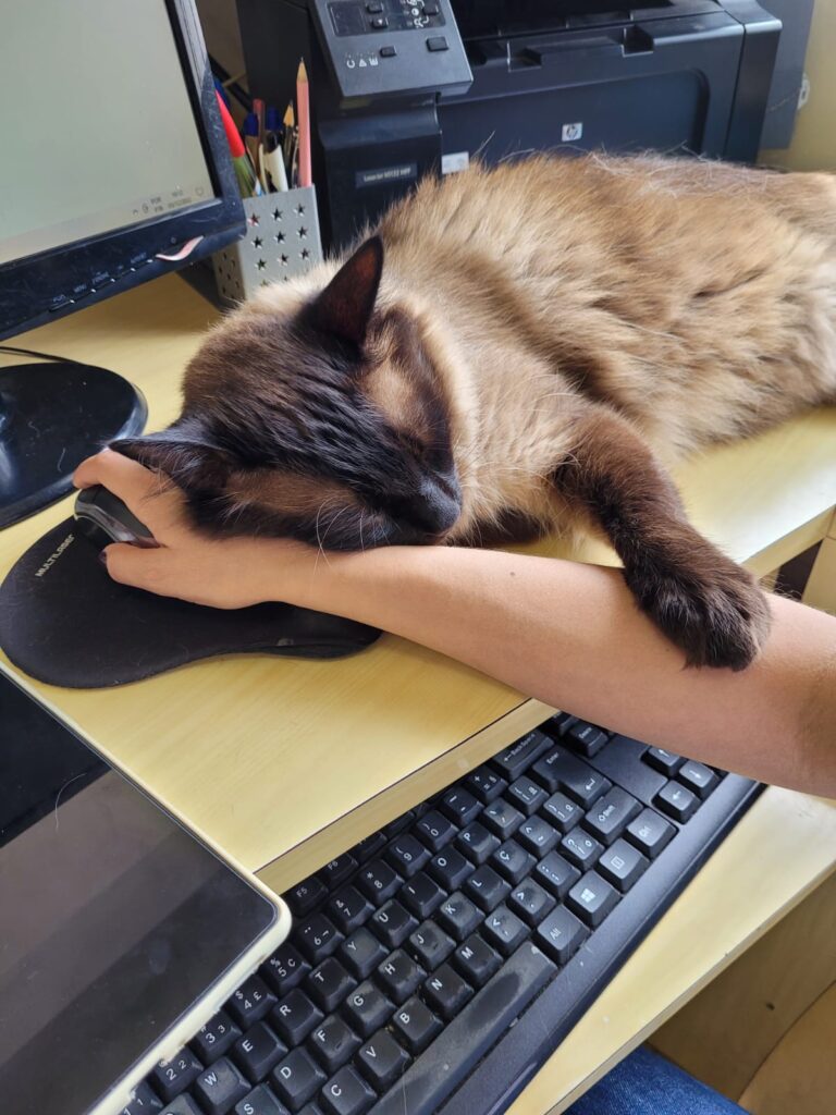 A exemplo dos humanos caes e gatos tambem podem doas sangue (6)