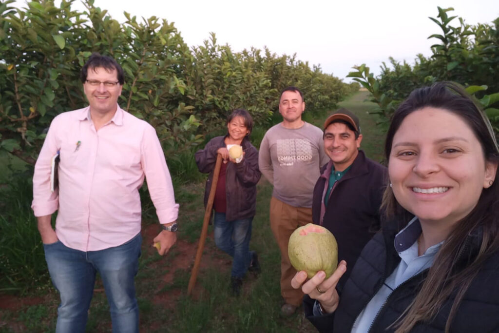 Técnica dos produtores e apoio do Estado ajudam Carlópolis a virar Capital Nacional da Goiaba