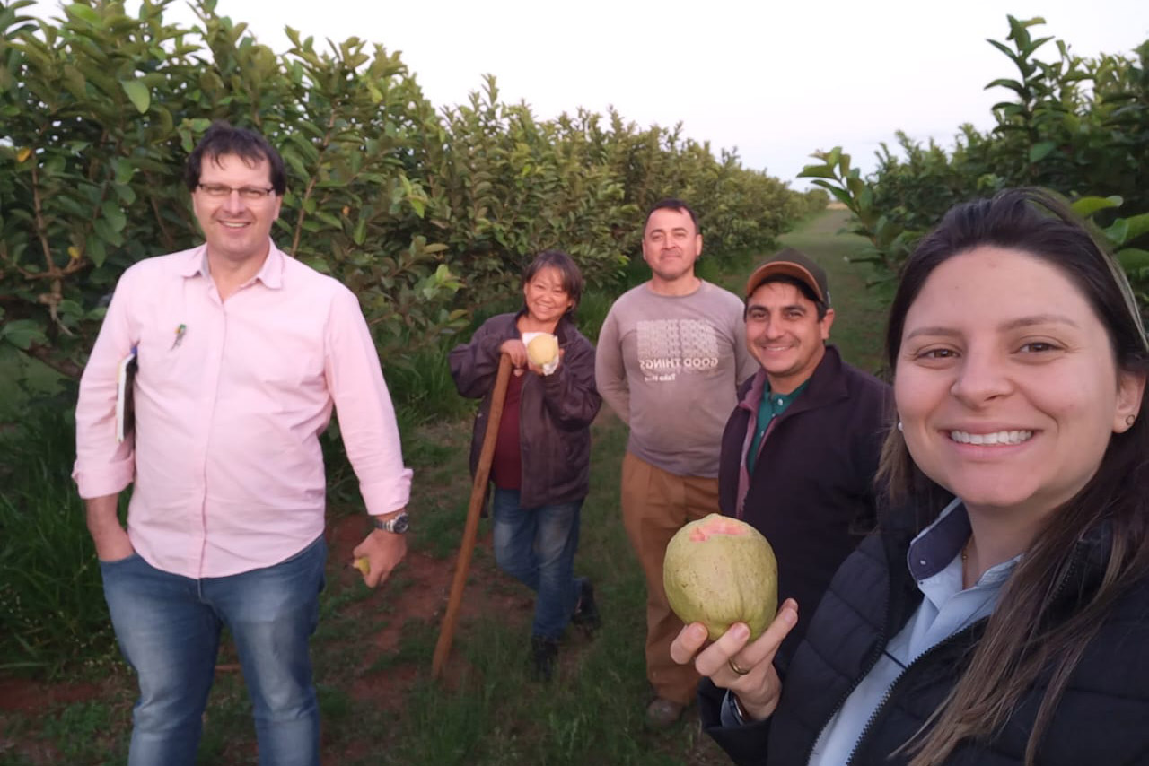 Técnica dos produtores e apoio do Estado ajudam Carlópolis a virar Capital Nacional da Goiaba