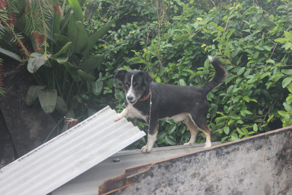 VOLUNTÁRIOS SE DEDICAM AO ABRIGO DE ANIMAIS NO VALE DO IGUAÇU