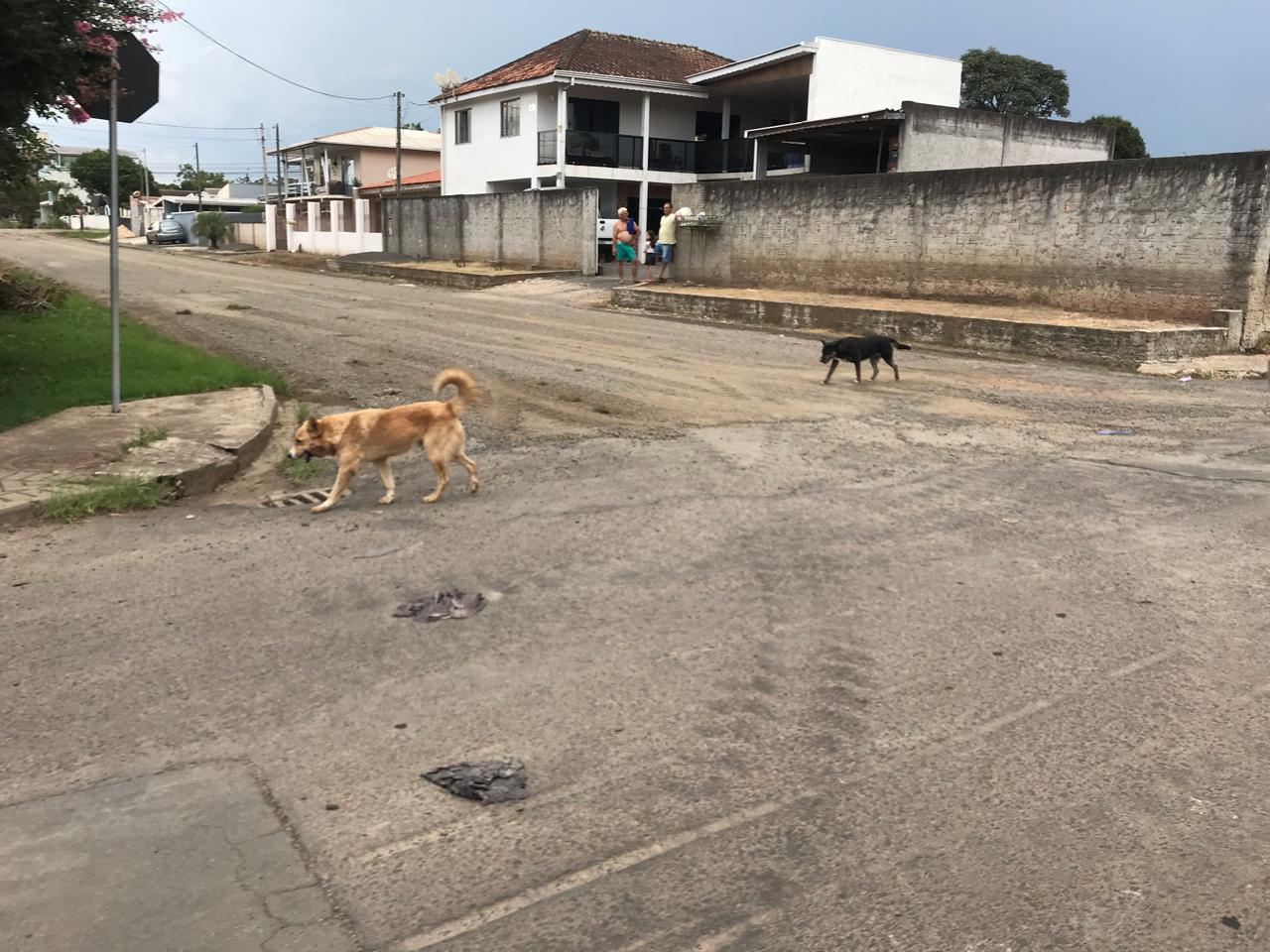 Ataque de cães evidencia necessidade de responsabilizar tutores