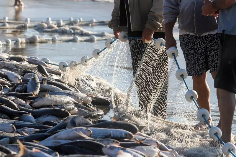 COLUNA PELO ESTADO: Governo Federal aumenta cota para Pesca da Tainha